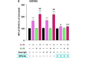 Osteopontin (OPN) drives enhancement in macrophage (Mφ) M2 polarization and angiogenic capacity. (CD163 Antikörper  (AA 1001-1121) (FITC))