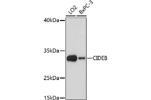 Western blot analysis of extracts of various cell lines, using CIDEB antibody (ABIN7266244) at 1:1000 dilution. (CIDEB Antikörper  (AA 80-160))
