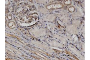 Immunoperoxidase of monoclonal antibody to CTHRC1 on formalin-fixed paraffin-embedded human kidney. (CTHRC1 Antikörper  (AA 32-141))