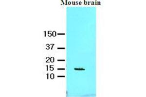 Western Blotting (WB) image for anti-Fatty Acid Binding Protein 7, Brain (FABP7) (AA 1-132), (N-Term) antibody (ABIN336109)