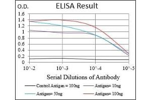 Black line: Control Antigen (100 ng), Purple line: Antigen(10 ng), Blue line: Antigen (50 ng), Red line: Antigen (100 ng), (MAP2K5 Antikörper  (AA 63-180))