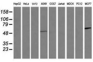 Image no. 4 for anti-Chaperonin Containing TCP1, Subunit 8 (Theta)-Like 2 (CCT8L2) antibody (ABIN1497480) (CCT8L2 Antikörper)