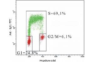 Flow cytometry analysis of 5-bromodeoxyuridin (BrdU) incorporation in CEM human acute lymphoblastic leukemia cell line using purified anti-5-bromodeoxyuridin (MoBu-1) (detection by Goat anti-mouse IgG1 FITC). (BrdU Antikörper)
