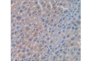 IHC-P analysis of Mouse Tissue, with DAB staining. (PCK1 Antikörper  (AA 312-563))