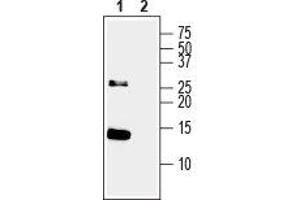 Neurotrophin 3 (NTF3) peptide