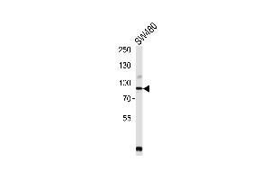Western blot analysis of lysate from S cell line, using PCSK9 Antibody (N-term) (ABIN652320 and ABIN2841467).