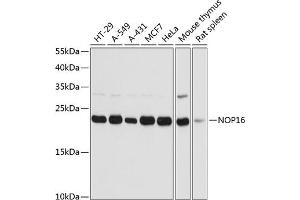 Western blot analysis of extracts of various cell lines, using NOP16 antibody  at 1:3000 dilution. (NOP16 Antikörper  (AA 1-178))