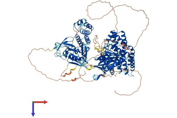 FARP2 Protein (AA 1-1054) (His tag)