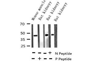 Western blot analysis of Phospho-hnRNP C1/2 (Ser260) expression in various lysates (HNRNPC Antikörper  (pSer260))