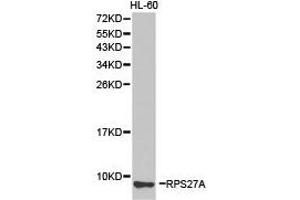 Western Blotting (WB) image for anti-Ribosomal Protein S27a (RPS27A) antibody (ABIN1874657) (RPS27A Antikörper)