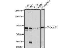 Western blot analysis of extracts of various cell lines, using STK3/MST2 Rabbit mAb (ABIN7270223) at 1:1000 dilution. (STK3 Antikörper)