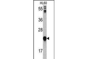 Western Blotting (WB) image for anti-Glyoxalase I (GLO1) (AA 23-51), (N-Term) antibody (ABIN390591)
