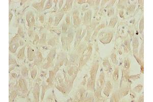 Immunohistochemistry of paraffin-embedded human heart tissue using ABIN7168779 at dilution of 1:100 (Selenoprotein W (SELENOW) (AA 11-86) Antikörper)