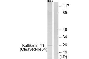 Western blot analysis of extracts from HeLa cells, treated with etoposide (25uM, 24hours), using Kallikrein-11 (Cleaved-Ile54) antibody. (Kallikrein 11 Antikörper  (Cleaved-Ile54))