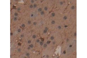 IHC-P analysis of Mouse Tissue, with DAB staining. (MSTO1 Antikörper  (AA 13-363))