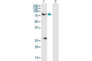 Western Blot analysis of CHRM3 expression in transfected 293T cell line by CHRM3 MaxPab polyclonal antibody. (CHRM3 Antikörper  (AA 1-590))