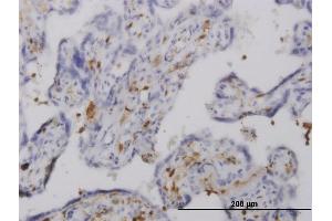 Immunoperoxidase of monoclonal antibody to PLEK on formalin-fixed paraffin-embedded human placenta. (Pleckstrin Antikörper  (AA 121-230))