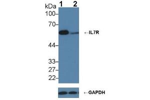 Knockout Varification: ;Lane 1: Wild-type K562 cell lysate; ;Lane 2: IL7R knockout K562 cell lysate; ;Predicted MW: 51,34,29kDa ;Observed MW: 60kDa;Primary Ab: 2µg/ml Rabbit Anti-Human IL7R Ab;Second Ab: 0. (IL7R Antikörper  (AA 173-260))