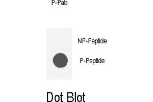 Dot blot analysis of anti-AKT1-p Phospho-specific Pab (ABIN389509 and ABIN2839564) on nitrocellulose membrane. (AKT1 Antikörper  (pSer129))