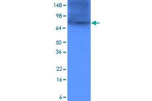 Western blot analysis of cell lysates of HeLa (each 20 ug) was resolved by SDS - PAGE , transferred to PVDF membrane and probed with HSP90AA1 monoclonal antibody , clone 4F10 (1 : 1000) . (HSP90AA1 Antikörper)