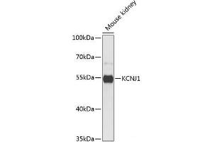 Western blot analysis of extracts of Mouse kidney using KCNJ1 Polyclonal Antibody at dilution of 1:1000. (KCNJ1 Antikörper)
