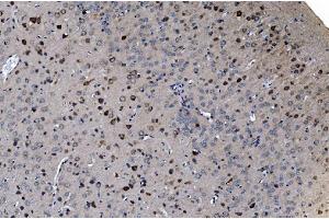 IHC analysis of GABARAP using anti-GABARAP antibody (ABIN7603159). (GABARAP Antikörper  (N-Term))