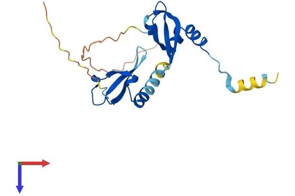 CBX5 Protein (AA 1-191) (His tag)
