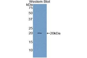 Western Blotting (WB) image for anti-Annexin A4 (ANXA4) (AA 150-313) antibody (ABIN1858026) (Annexin IV Antikörper  (AA 150-313))