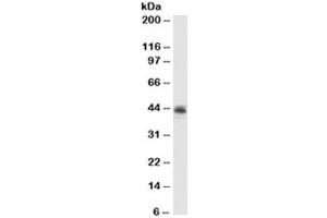 Western blot testing of MCF7 cell lysate with MFGE8 antibody (clone MFG-06). (MFGE8 Antikörper)