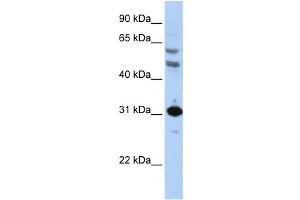Western Blotting (WB) image for anti-Homeobox B5 (HOXB5) antibody (ABIN2460009) (HOXB5 Antikörper)