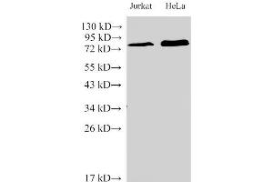 Western Blot analysis of Jurkat and Hela Cells using IL6R Polyclonal Antibody at dilution of 1:2000 (IL-6 Receptor Antikörper)