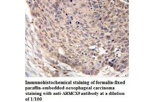 Image no. 1 for anti-Armadillo Repeat Containing, X-Linked 5 (ARMCX5) antibody (ABIN1574823) (ARMCX5 Antikörper)