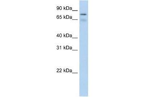 BRD4 antibody used at 0. (BRD4 Antikörper  (C-Term))