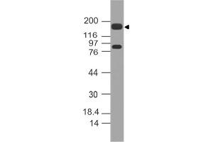 Image no. 1 for anti-Mucin 4, Cell Surface Associated (MUC4) (AA 1700-1960) antibody (ABIN5027373) (MUC4 Antikörper  (AA 1700-1960))