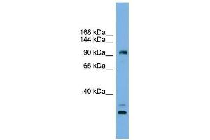 CCDC110 antibody used at 0. (CCDC110 Antikörper  (Middle Region))