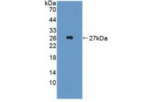 Western blot analysis of recombinant Human FGF19. (FGF19 Antikörper  (AA 4-216))