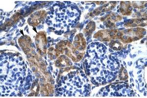 Immunohistochemical staining (Formalin-fixed paraffin-embedded sections) of human kidney with KCNQ2 polyclonal antibody . (KCNQ2 Antikörper  (AA 189-238))