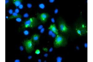 Anti-MLF1 mouse monoclonal antibody (ABIN2455803) immunofluorescent staining of COS7 cells transiently transfected by pCMV6-ENTRY MLF1 (RC202774). (MLF1 Antikörper)