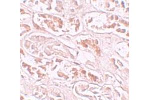 Immunohistochemical staining of human kidney cells with BANP polyclonal antibody  at 10 ug/mL. (BANP Antikörper  (Internal Region))