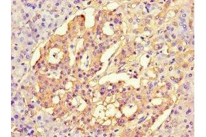 Immunohistochemistry of paraffin-embedded human pancreatic tissue using ABIN7147222 at dilution of 1:100 (CISD2 Antikörper  (AA 61-135))