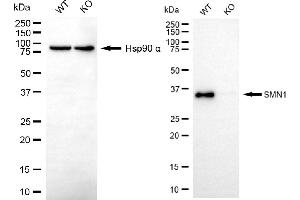 Western blotting analysis using SMN1 antibody (ABIN7800470).