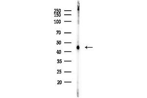 Western blot analysis of lysates from  cells(heat-shock, 45 min treatment), using UQCRC1 Antibody at 1/1000 dilution.
