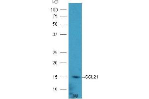 Raji lysates probed with Rabbit Anti-CCL21/6Ckine Polyclonal Antibody  at 1:5000 90min in 37˚C (CCL21 Antikörper  (AA 24-134))