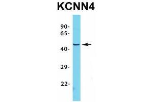 Host:  Rabbit  Target Name:  KCNN4  Sample Type:  HepG2  Antibody Dilution:  1. (KCNN4 Antikörper  (C-Term))