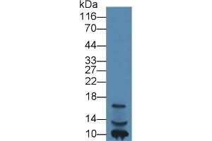 IGF1 antibody  (AA 49-118)
