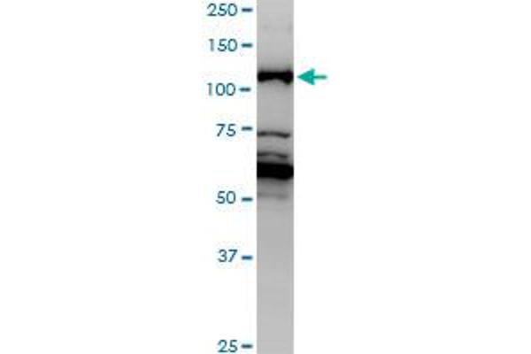 JMY antibody  (AA 535-634)