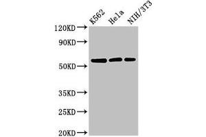 Western Blot Positive WB detected in: K562 whole cell lysate, Hela whole cell lysate, NIH/3T3 whole cell lysate All lanes: SESN1 antibody at 3 μg/mL Secondary Goat polyclonal to rabbit IgG at 1/50000 dilution Predicted band size: 57, 64, 50 kDa Observed band size: 57 kDa (SESN1 Antikörper  (AA 224-337))
