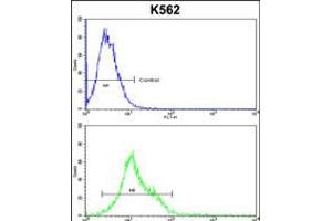 Flow cytometric analysis of k562 cells (bottom histogram) compared to a negative control cell (top histogram). (HSPH1 Antikörper  (AA 549-579))