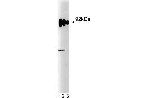 Western blot analysis of SRPK1 on HeLa cell lysate.