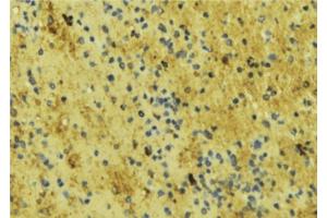 ABIN6276715 at 1/100 staining Mouse liver tissue by IHC-P. (ENOS Antikörper  (Internal Region))